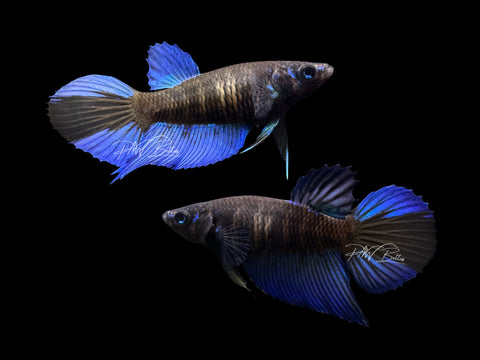 Blacklight Veiltail Female Betta