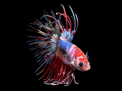 Marble Crowntail Male Betta | M2852