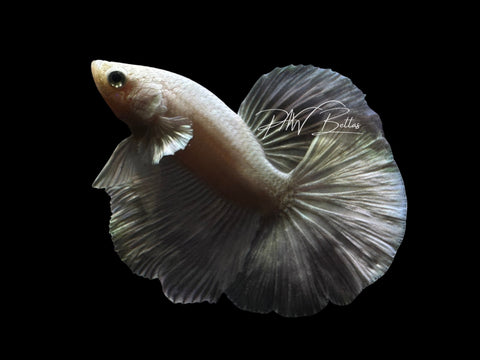 Plaitnum Halfmoon Male Betta | M2560