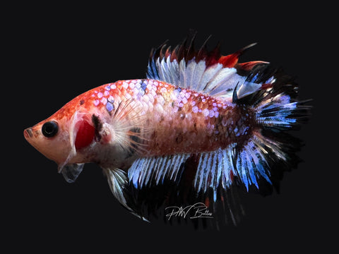 RARE Marble DTCTPK Male Betta | M2588