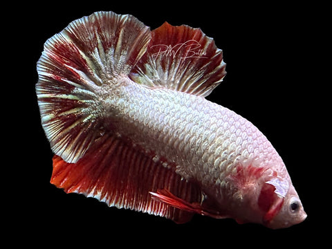 Red Dragon HMPK Male Betta | M2658