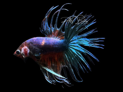 Marble Crowntail Male Betta | M2522