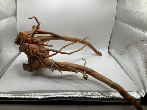 Spider Wood Large | W10