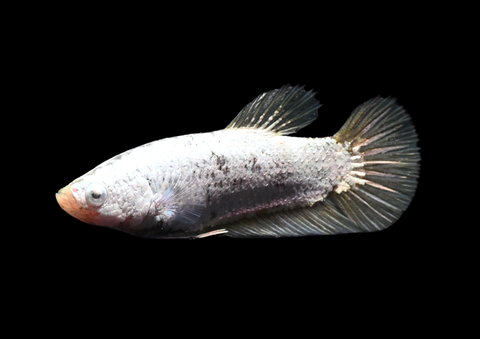 Yellow Dragon HMPK Female Betta | 5295