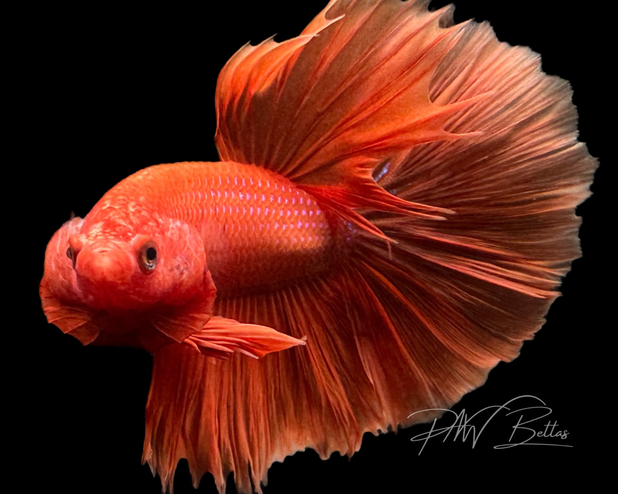 Most expensive types sales of betta fish