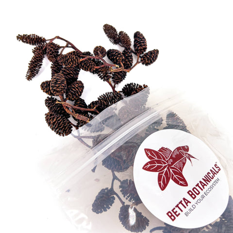 Alder Cones