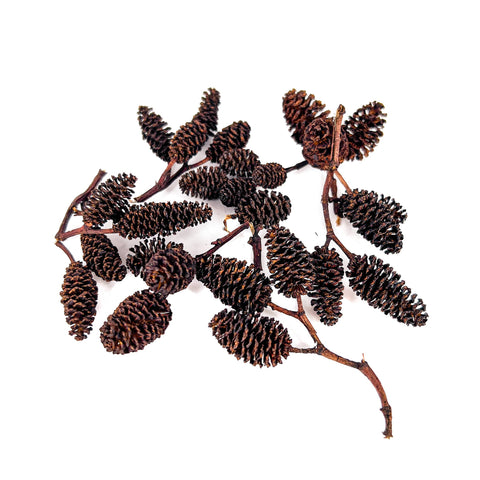 Alder Cones