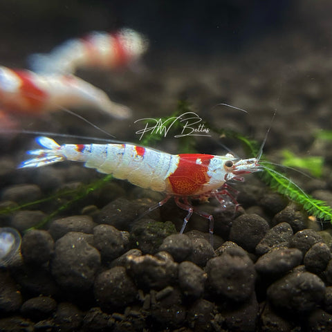 Crystal Red Shrimp | Caradina | S-SS