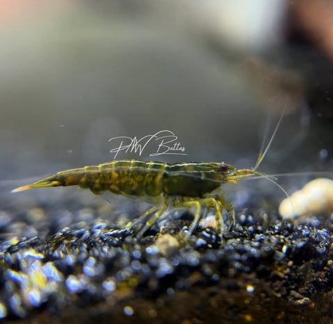 Green Jade Shrimp | Neocaradina
