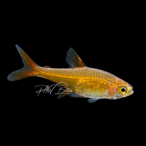 Ember Tetra | Hyphessobrycon amandae