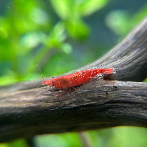 Fire Red Cherry Shrimp | Neocaradina