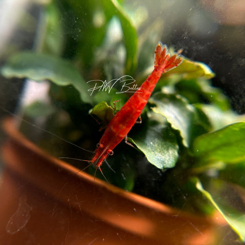 Fire Red Cherry Shrimp | Neocaradina