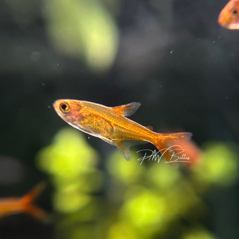 Ember Tetra | Hyphessobrycon amandae