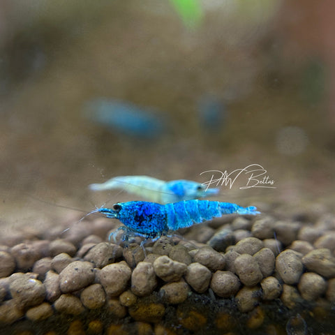 Blue Bolt Shrimp (size small) | Caradina | A-S