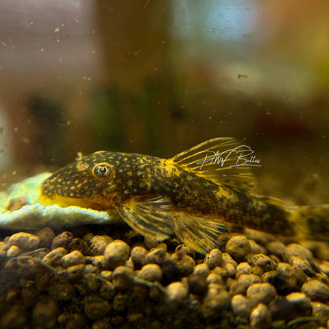 Calico Bristle Nose Pleco | Ancistrus sp.