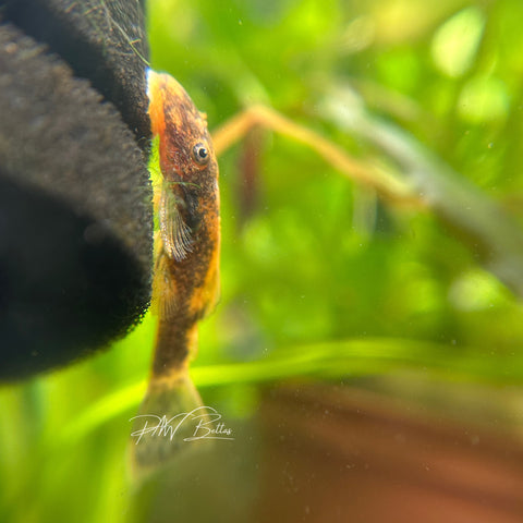 Calico Bristle Nose Pleco | Ancistrus sp.