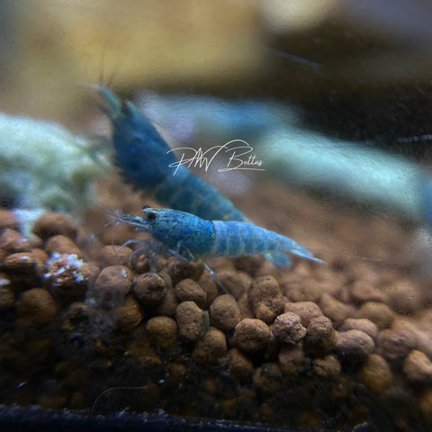 Blue Bolt Shrimp (size small) | Caradina | A-S