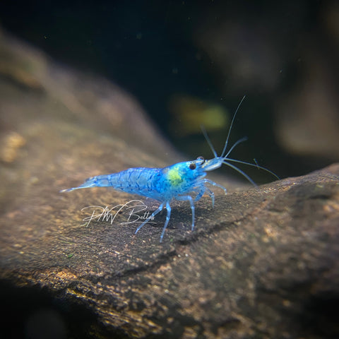 Blue Jelly Shrimp | Neocaradina