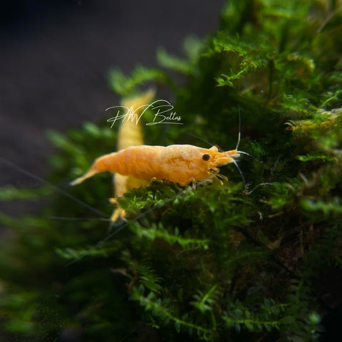 Pumpkin Orange Shrimp | Neocaradina