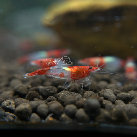 Red Rili Shrimp | Neocaradina