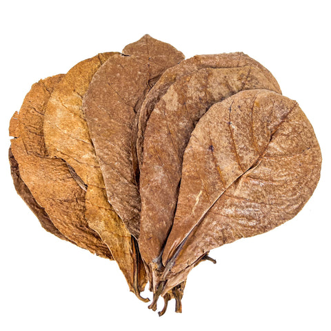 Indian Almond Leaves & Catappa Leaves (Large)