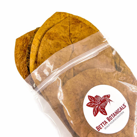Indian Almond Leaves & Catappa Leaves (Large)