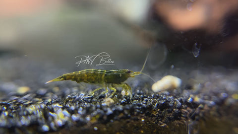 Green Jade Shrimp | Neocaradina