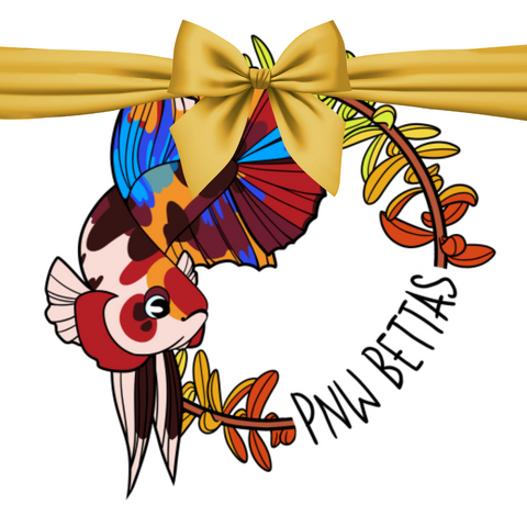 PNW Bettas Gift Card