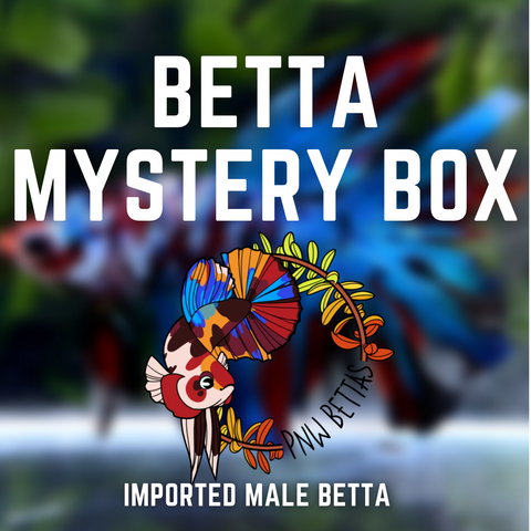 Male Betta Mystery Box