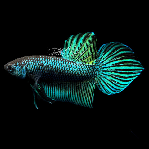 Green Mahachaiensis Betta | Wild Bettas