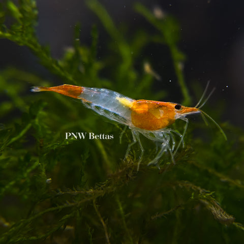 Skittles Pack | Neocaradina Shrimp