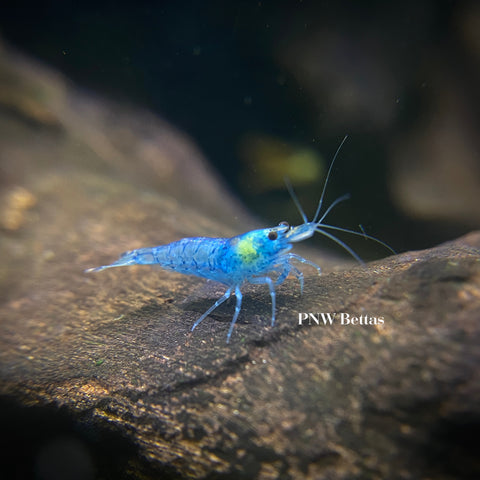 Skittles Pack | Neocaradina Shrimp