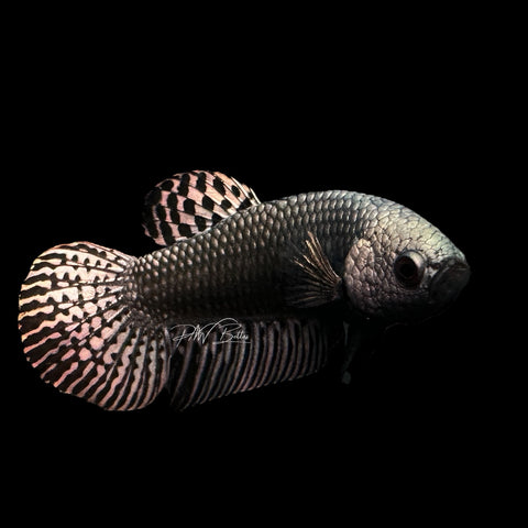 Copper Alien Betta | Wild Bettas