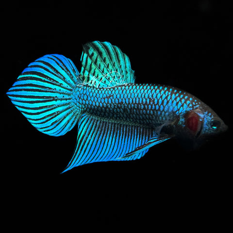 Green Mahachaiensis Betta | Wild Bettas