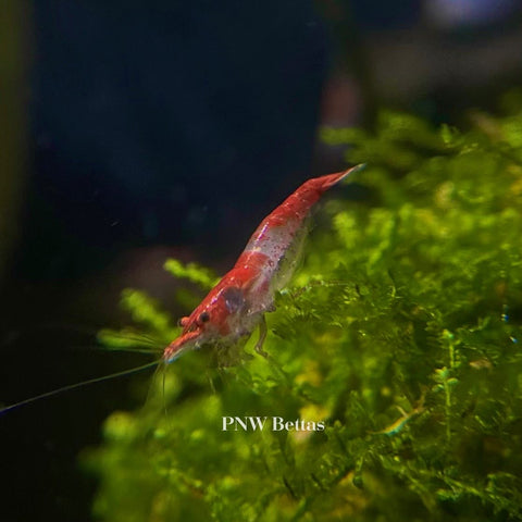 Red Rili Shrimp | Neocaradina