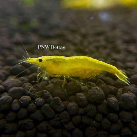 Skittles Pack | Neocaradina Shrimp