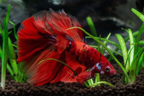 Betta Care Guide