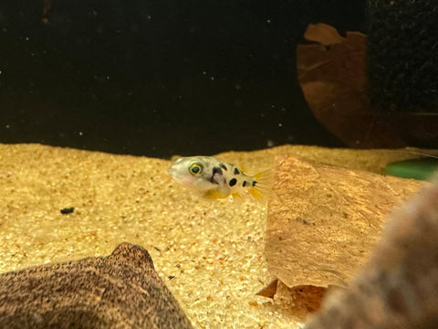 Pea Puffer Care Guide
