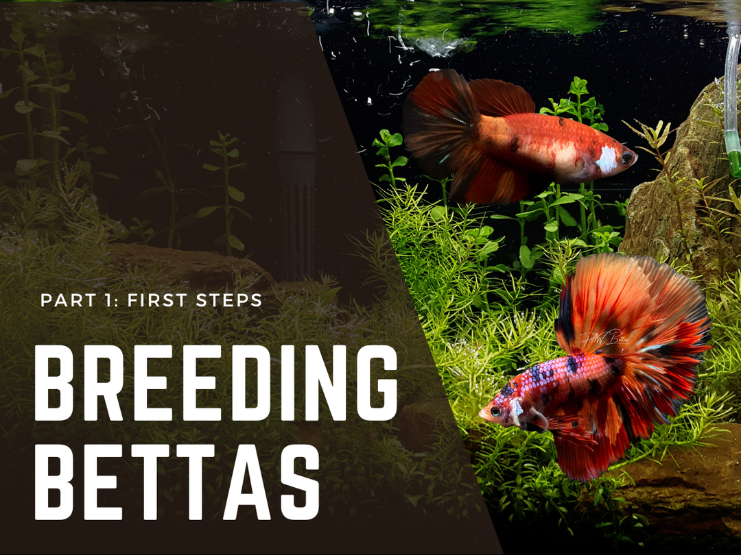 Super Orange Betta Fish Breeding Pair – Male & Female – Imported From Thailand
