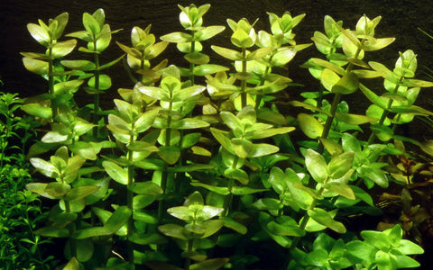 Live Aquarium Plants