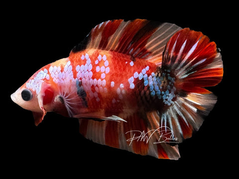 Live Betta Sale on Tiltok @pnwbettas