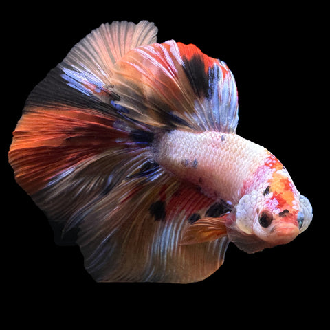 multicolor halfmoon betta flaring