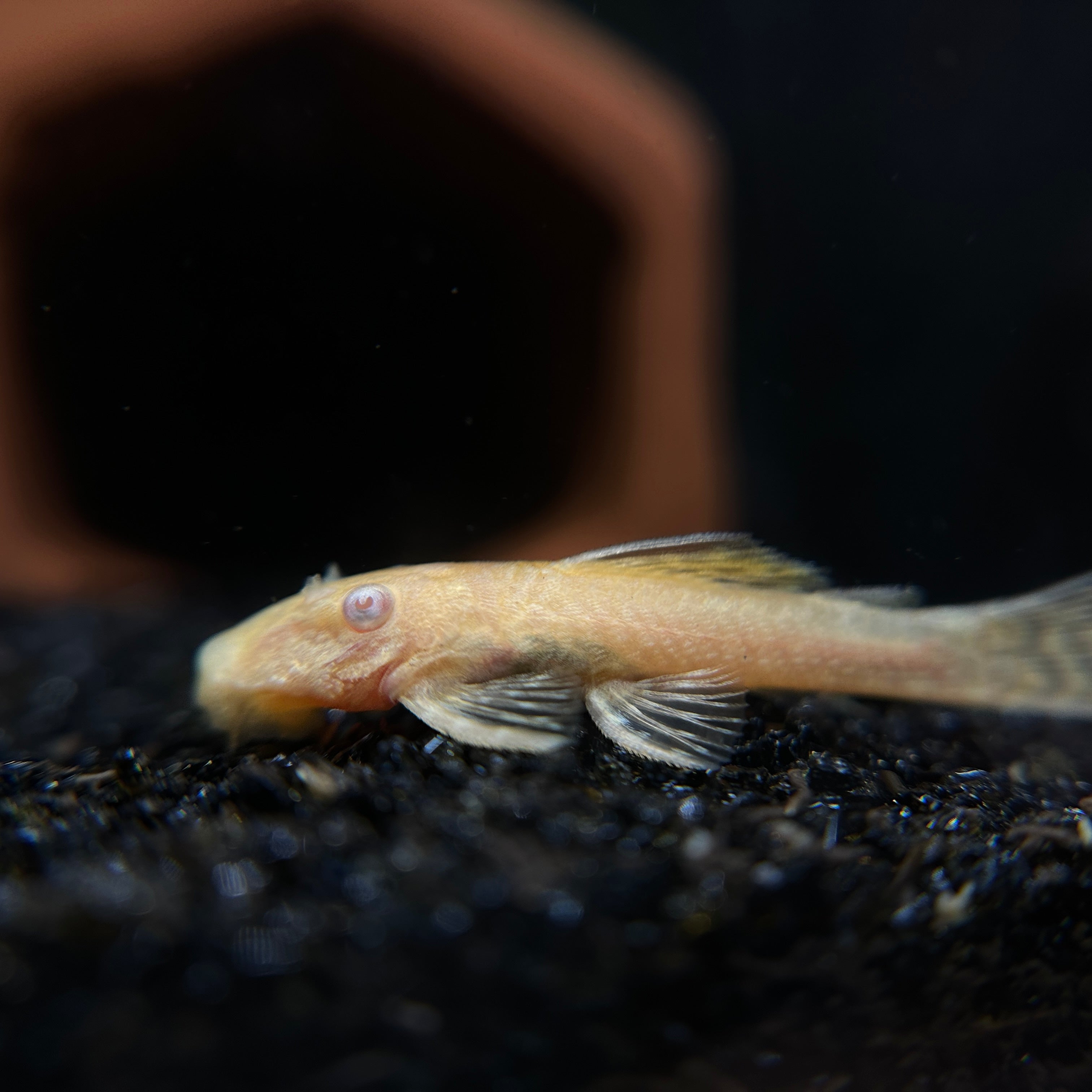Freshwater Fish – PNW Bettas