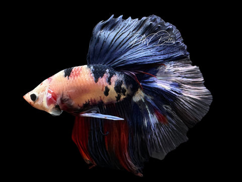Fancy Koi Halfmoon Male Betta | LM4