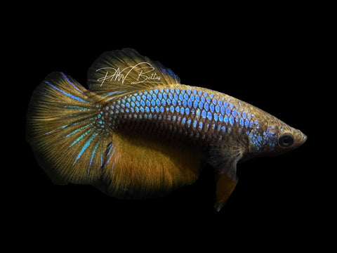 Mustard HM Female Betta | F1683