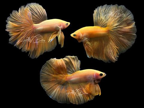 Yellow Halfmoon Male Betta
