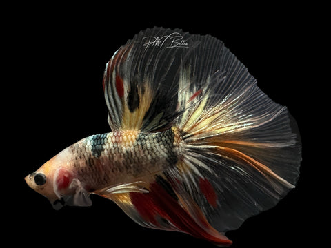 Marble Copper HM Male Betta | M2606