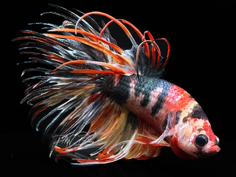 Copper Marble Crowntail Male Betta | M1436