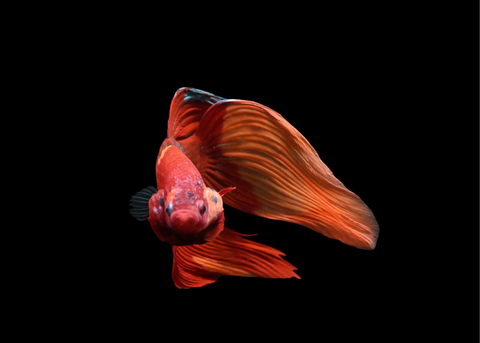 Nemo Veiltail Male Betta | 5210