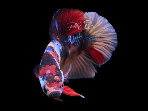 Koi Galaxy HMPK Male Betta | M3104
